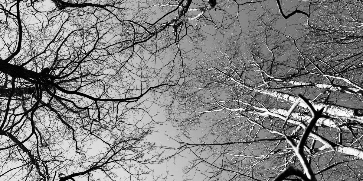 justin-weinberg-battle-in-the-winter-woods-scaled.jpeg - StiriAlese