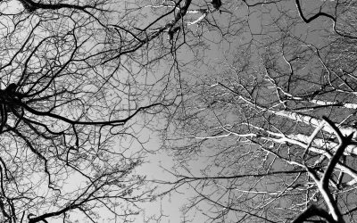 justin-weinberg-battle-in-the-winter-woods-scaled.jpeg - StiriAlese