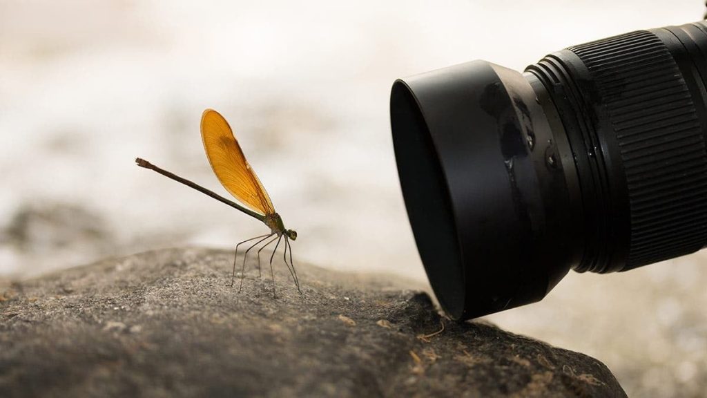 Fotografia macro, aparent simplă la prima vedere, ascunde provocări tehnice și nuanțe subtile care pot transforma o imagine obișnuită într-o capodoperă vizuală