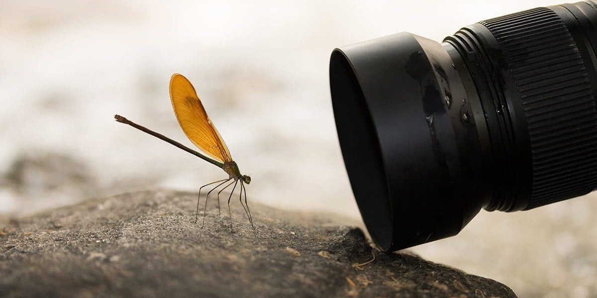 macro-foto.jpg - StiriAlese