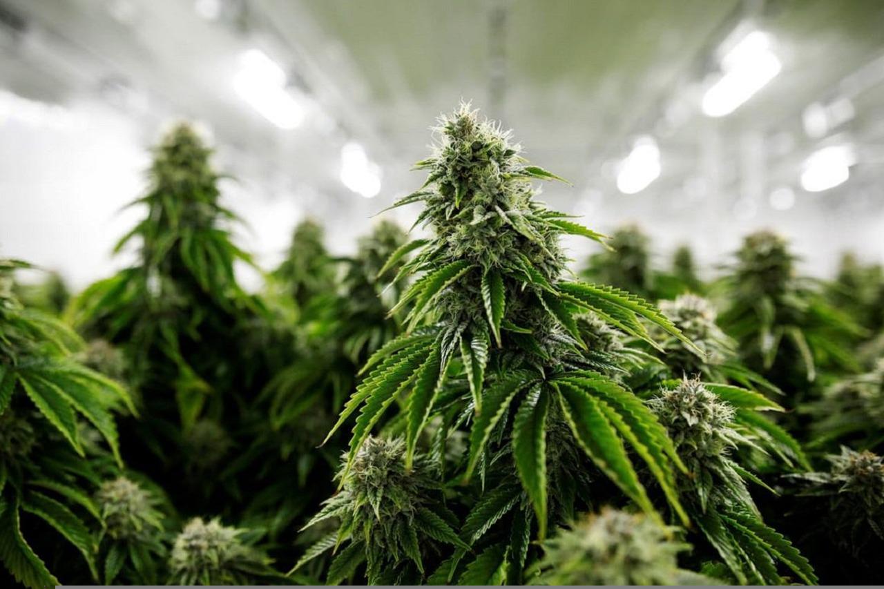Poliția sârbă a făcut luni una dintre cele mai mari capturi de canabis din istoria țării, confiscând peste cinci tone de marijuana într-o operațiune spectaculoasă desfășurată într-un sat din centrul Serbiei