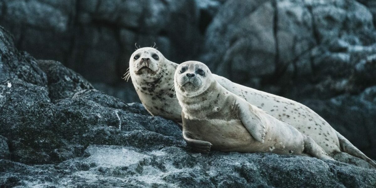 neil-cooper-uwI8R_FyLrI-unsplash-e1670244406712.jpg - StiriAlese