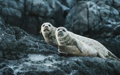 neil-cooper-uwI8R_FyLrI-unsplash-e1670244406712.jpg - StiriAlese