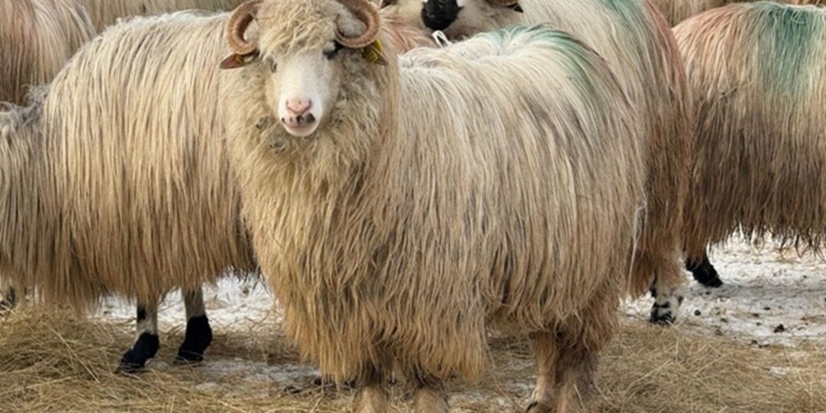 oi-maramures.jpg - StiriAlese