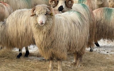 oi-maramures.jpg - StiriAlese