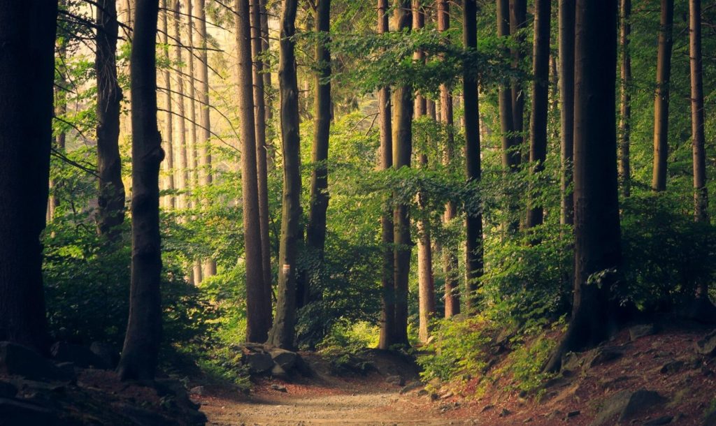 România și Republica Moldova intensifică colaborarea în domeniul managementului forestier, printr-un proiect cu impact semnificativ asupra sustenabilității și administrării pădurilor din Basarabia