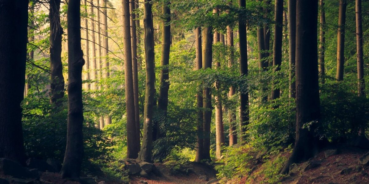 padure-copaci-fond-forestier-e1769507032420.jpg - StiriAlese