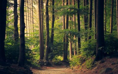 padure-copaci-fond-forestier-e1769507032420.jpg - StiriAlese