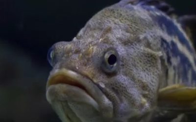 peste.jpg - StiriAlese