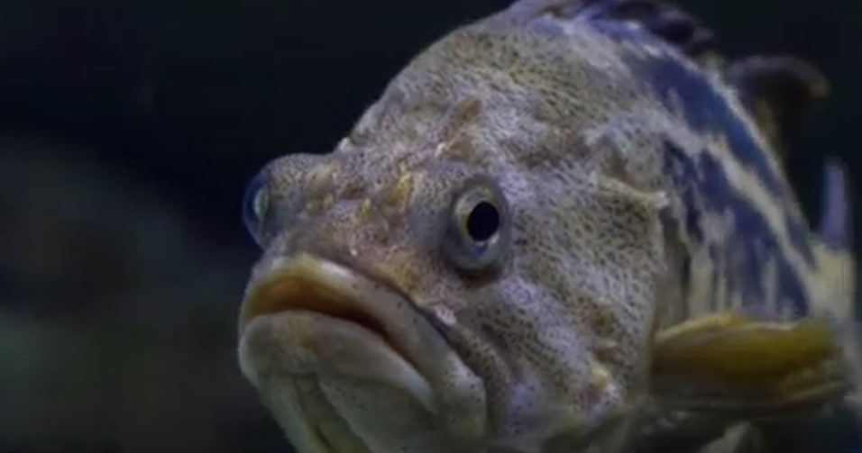 peste.jpg - StiriAlese