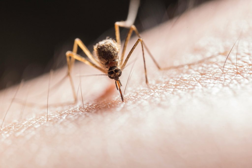 Țânțarii, mai interesați de sângele uman din cauza distrugerii habitatelor naturale O alarmantă schimbare în comportamentul țânțarilor din zona coastei braziliene a atras atenția comunităților științifice internaționale