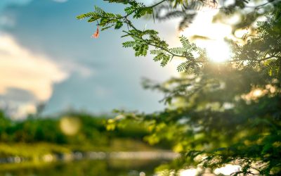 pexels-wisdomsky-1673973.jpg - StiriAlese