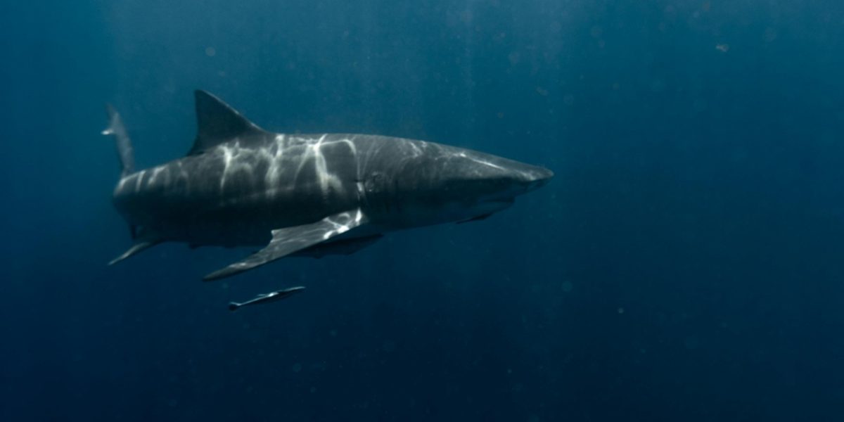 rachin-alb.jpg - StiriAlese