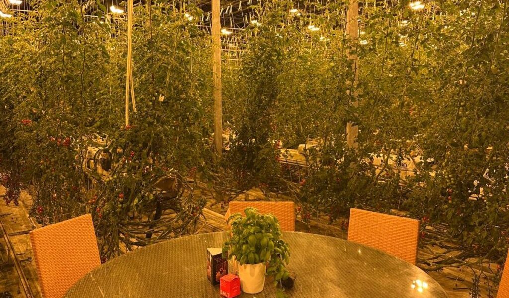 restaurant-deschisa-sera-rosii.jpeg - StiriAlese