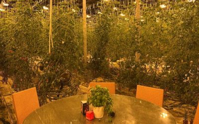 restaurant-deschisa-sera-rosii.jpeg - StiriAlese