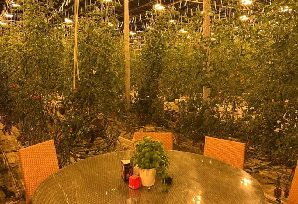 Island, țara cu peisaje vulcanice și ghețari eterni, pare a fi un teren prost pentru agricultură, dar provocările climatice și solul vulcanic au devenit acum avantajele sale