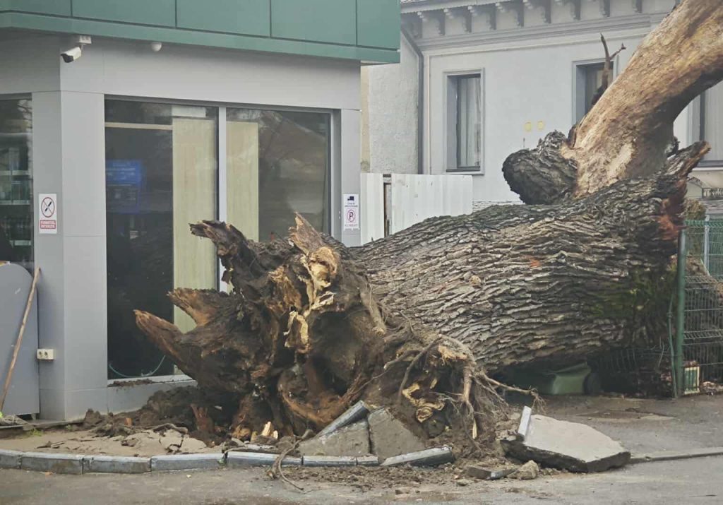 Un simbol al vechimii și istoriei Bucureștiului, un stejar de 300 de ani, s-a prăbușit zilele trecute în inima orașului, marcând o pierdere dureroasă pentru peisajul urban și pentru memoria naturală a capitalei