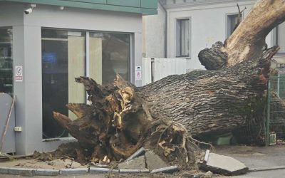 stejarvechi-e1767710263714.jpg - StiriAlese