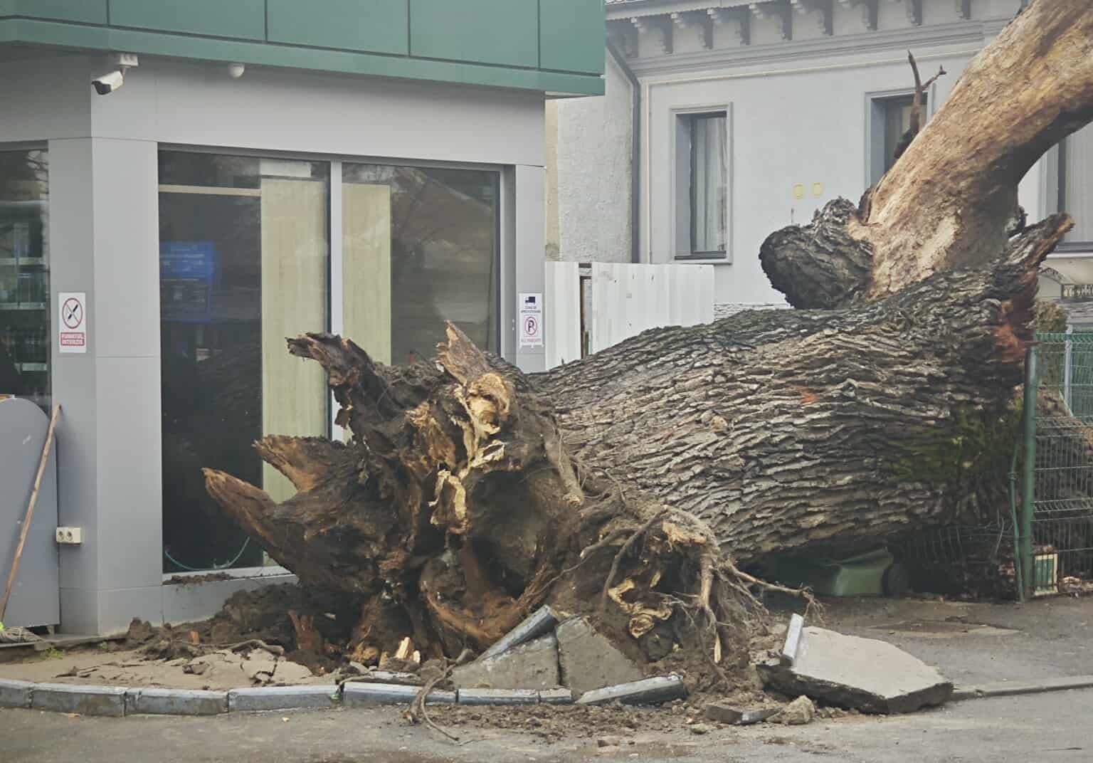 Un simbol al vechimii și istoriei Bucureștiului, un stejar de 300 de ani, s-a prăbușit zilele trecute în inima orașului, marcând o pierdere dureroasă pentru peisajul urban și pentru memoria naturală a capitalei