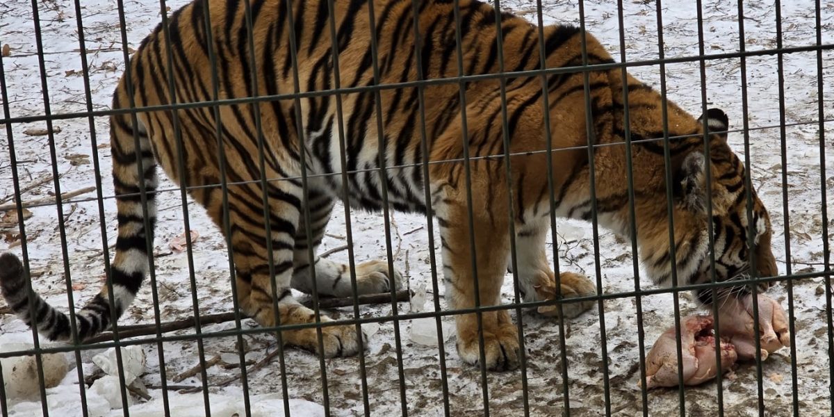 tigru-zoo-bucov.jpeg - StiriAlese