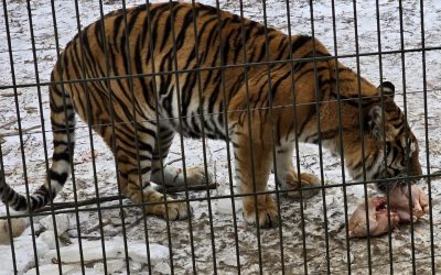 tigru-zoo-bucov.jpeg - StiriAlese