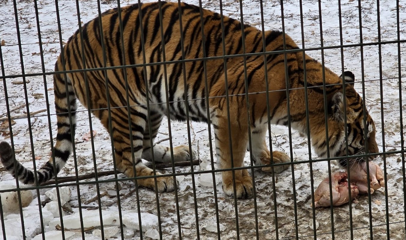 Temperaturi extrem de scăzute afectează fauna de la Grădina Zoologică de la Bucov Perioada recentă a fost marcată de temperaturi extrem de scăzute, atingând valori cu mult sub zero pe timpul nopții, o situație care a exercitat o presiune considerabilă asupra animalelor din întreaga regiune, inclusiv în zonele de protecție ale Grădinii Zoologice de la Bucov, situată aproape de Ploiești