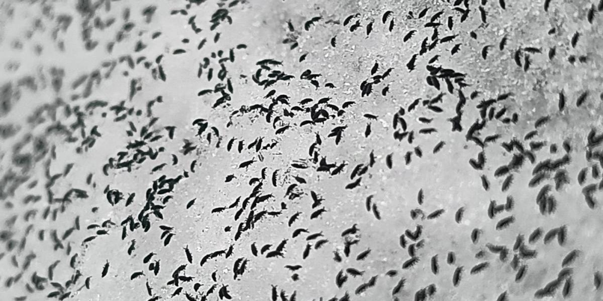 uhttps3A2F2Fobservatornews.ro2Fuploads2Fmodules2Fnews2F02F20262F12F152F6428782Fpurici.jpeg - StiriAlese