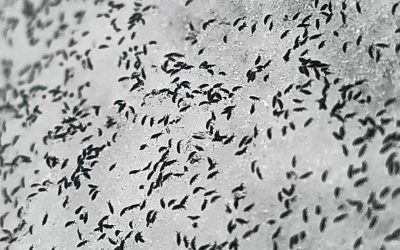 uhttps3A2F2Fobservatornews.ro2Fuploads2Fmodules2Fnews2F02F20262F12F152F6428782Fpurici.jpeg - StiriAlese