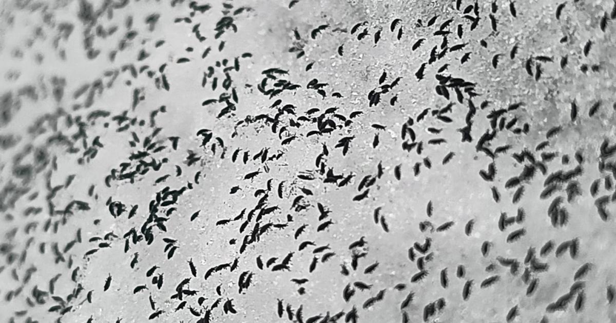 Marea invazie a puricilor de zăpadă în Cluj Musculițele de zăpadă, cunoscute și sub numele de purici de zăpadă, s-au înmulțit în ultimele zile în Cluj, atrăgând atenția localnicilor