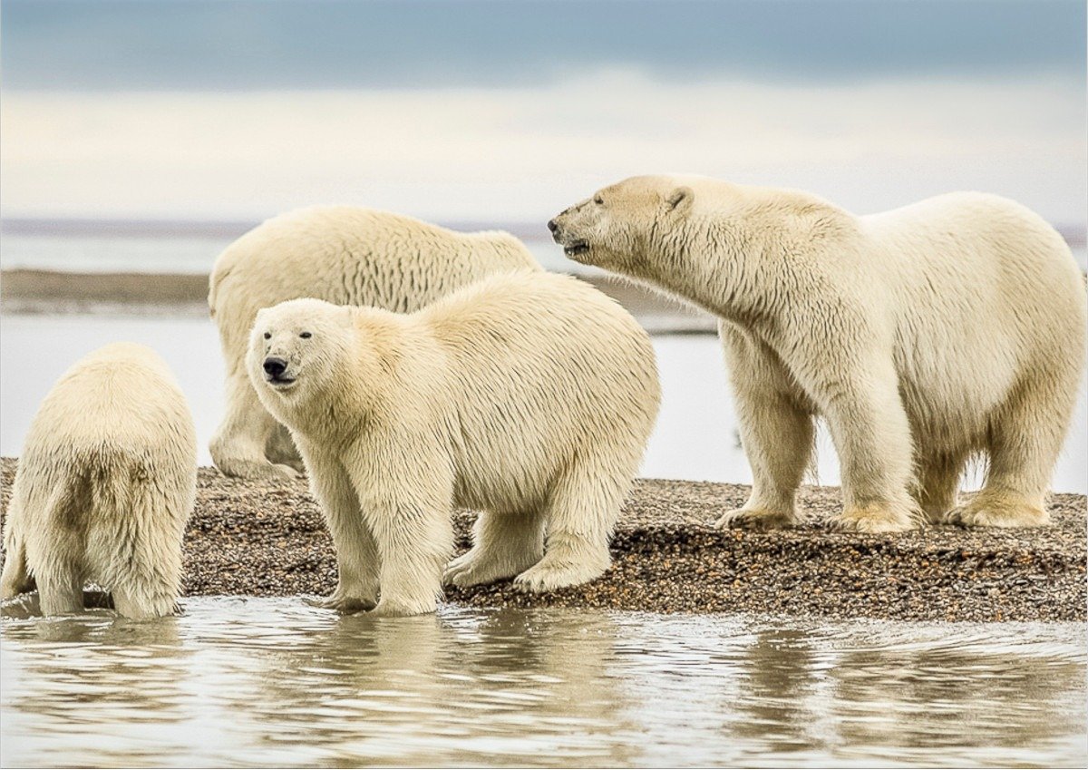 Surpriză pentru comunitățile științifice: urșii polari din Svalbard, arhipelagul norvegian situat în inima Arcticii, s-au adaptat într-un mod neașteptat la încălzirea globală, constatându-se o creștere nesperată a greutății corporale, chiar dacă impactul pe termen lung al acestei adaptări continuă să fie incert
