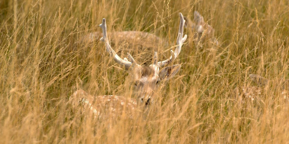 vanatoarecerbi.jpg - StiriAlese