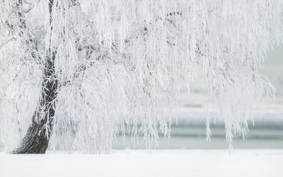 winter-1367153_1280.jpg - StiriAlese