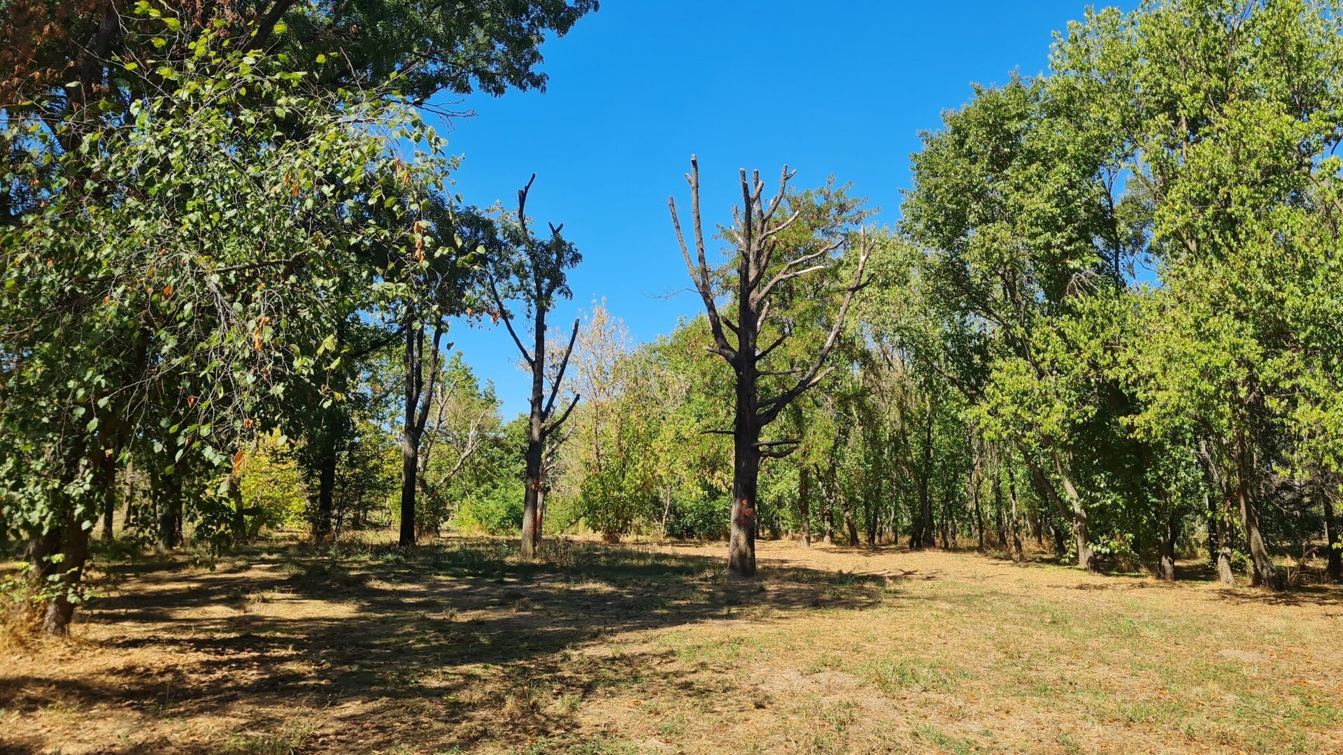 Un raport recent dezvăluie situația alarmantă a pădurii urbane din Parcul Tineretului, un spațiu emblematic pentru locuitorii Capitalei