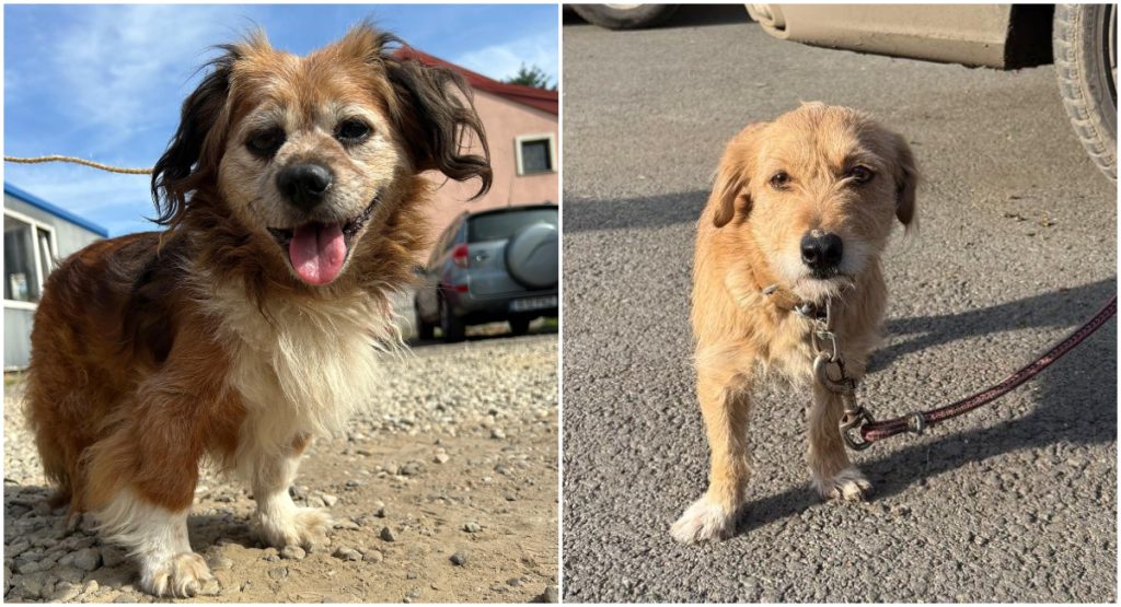 Bucureștiul intensifică acțiunile pentru controlul populației canine, impunând măsuri stricte pentru proprietarii de câini de rasă comună