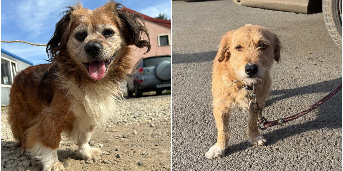 Amenzi-pentru-bucurestenii-care-nu-sterilizeaza-cainii-de-rasa-comuna-.jpg - StiriAlese