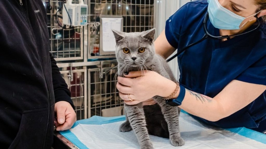 Bucureștiul se pregătește să ofere o șansă mai bună pentru animalele de companie și pentru cei care doresc să adopte sau să sprijine gestionarea populației canine și feline din oraș