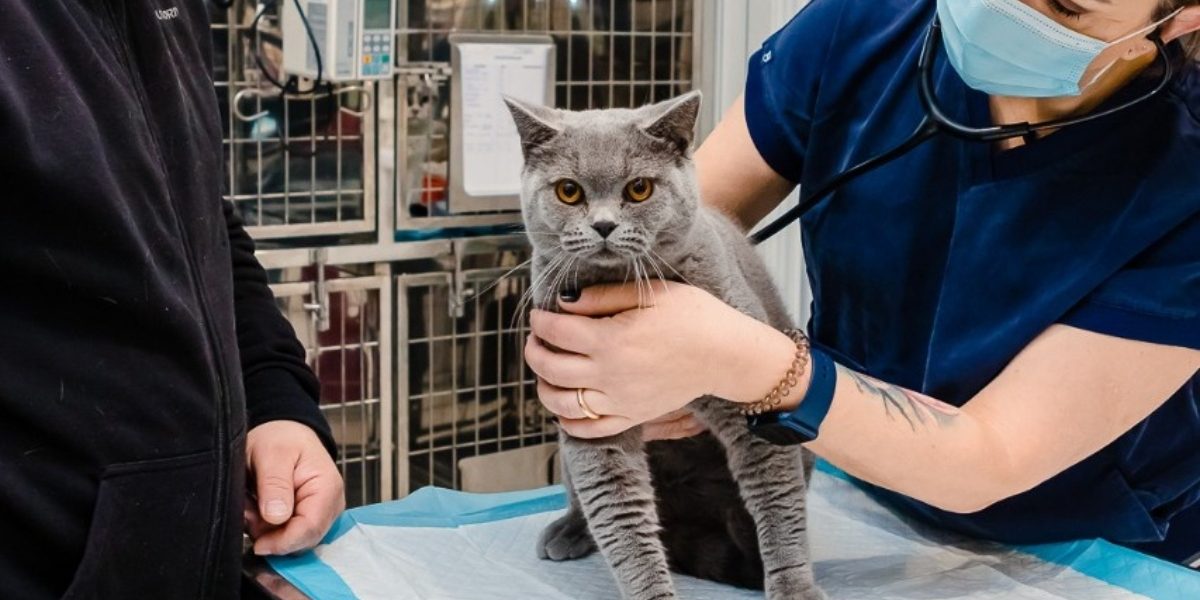 Campania-de-sterilizari-gratuite-pentru-pisici.jpg - StiriAlese