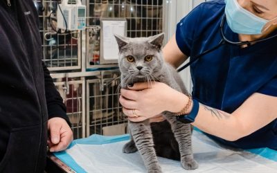 Campania-de-sterilizari-gratuite-pentru-pisici.jpg - StiriAlese