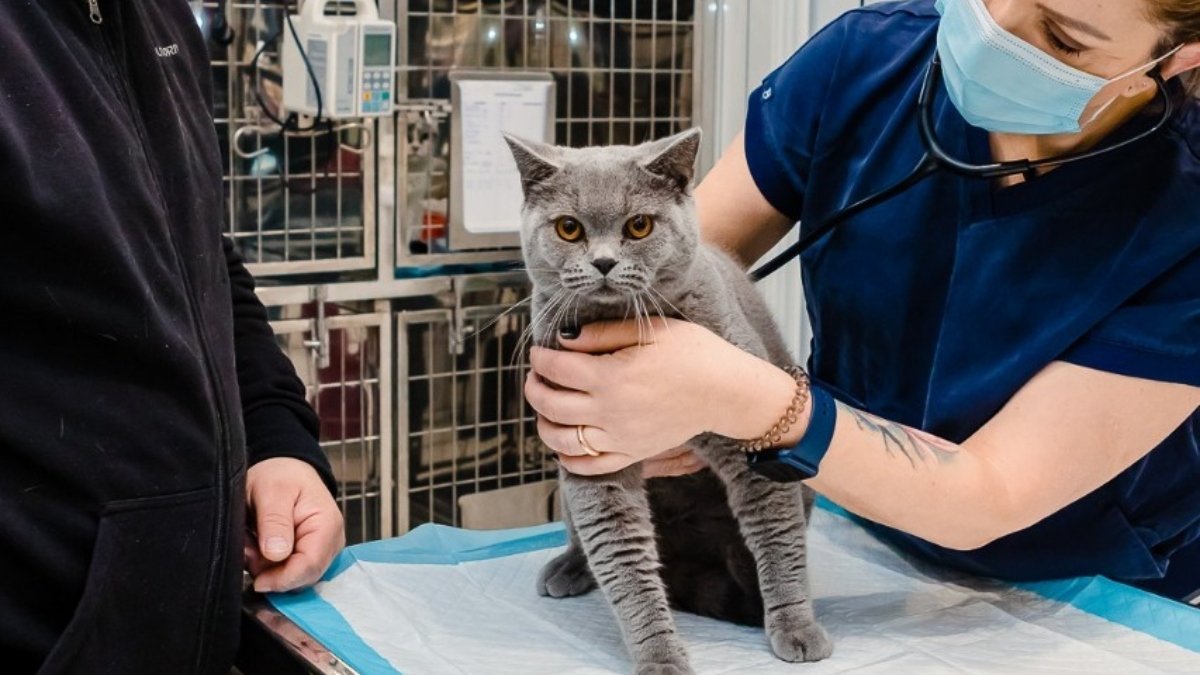 Bucureștiul se pregătește să ofere o șansă mai bună pentru animalele de companie și pentru cei care doresc să adopte sau să sprijine gestionarea populației canine și feline din oraș