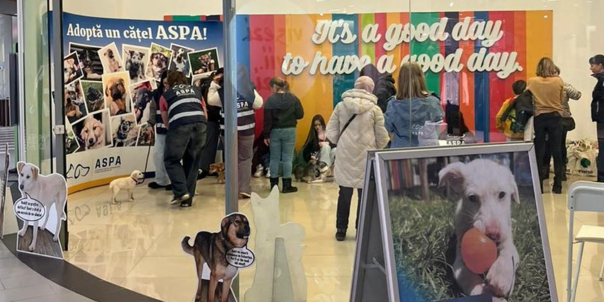 Catei-adoptati-primul-targ-de-adoptii-ASPA.jpg - StiriAlese