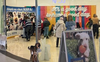 Catei-adoptati-primul-targ-de-adoptii-ASPA.jpg - StiriAlese