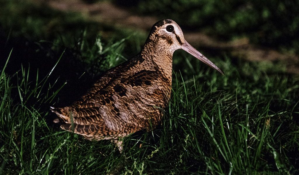 DSF2128l_1024x683.jpg - StiriAlese