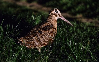 DSF2128l_1024x683.jpg - StiriAlese