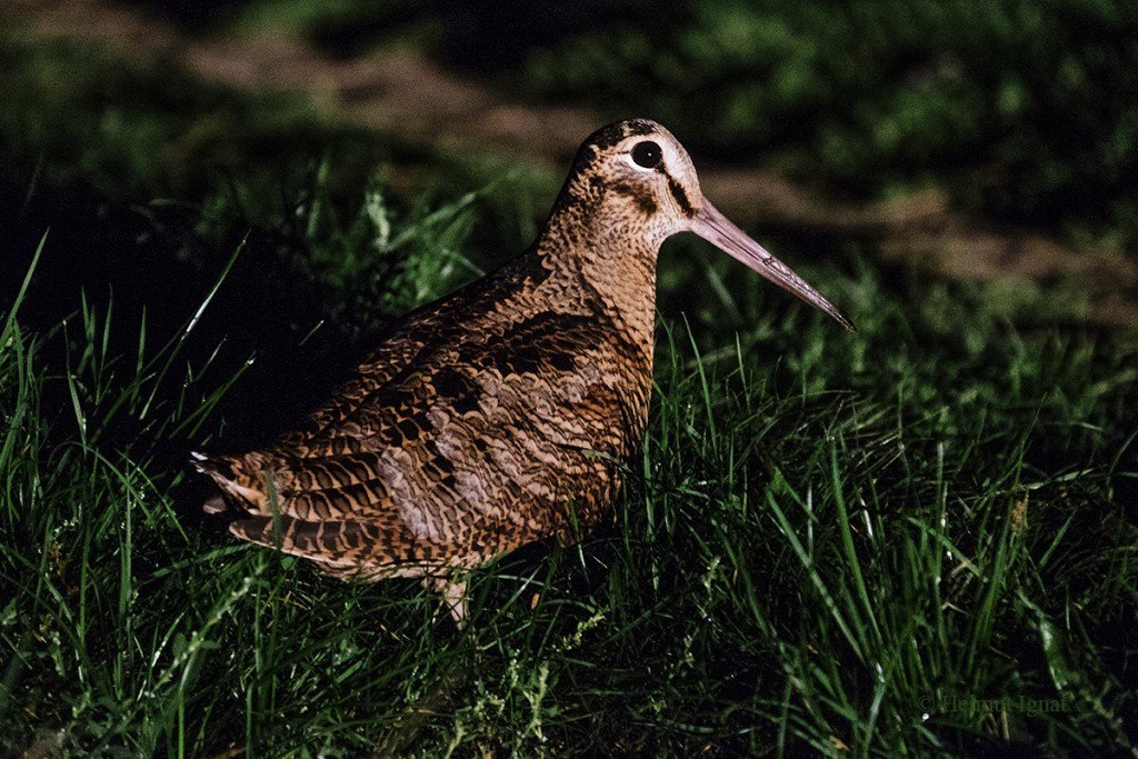 Duminică, 8 februarie, pasionații de natură și ornitologie din București au ocazia de a descoperi frumusețea păsărilor de iarnă într-un mod agreat de iubitorii de natură: o plimbare ghidată în Parcul Tineretului