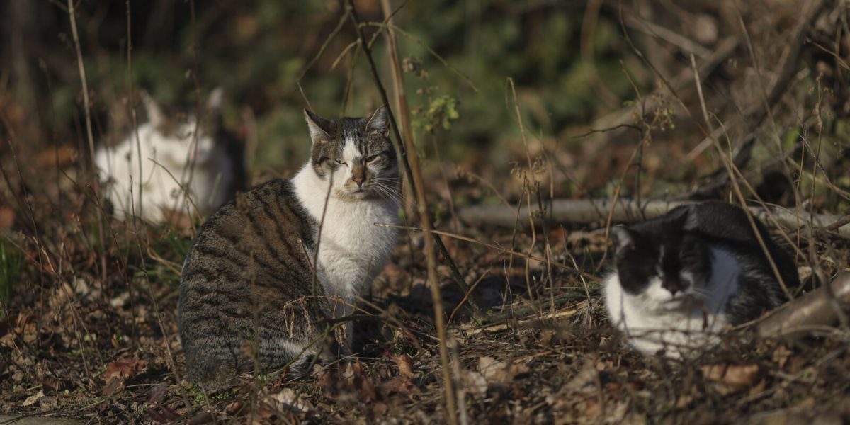 ID289854_INQUAM_Photos_Octav_Ganea-scaled-e1760529916143-1600x918-1.jpg - StiriAlese