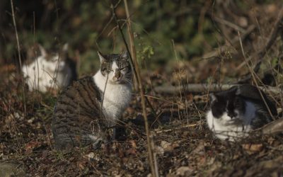 ID289854_INQUAM_Photos_Octav_Ganea-scaled-e1760529916143-1600x918-1.jpg - StiriAlese