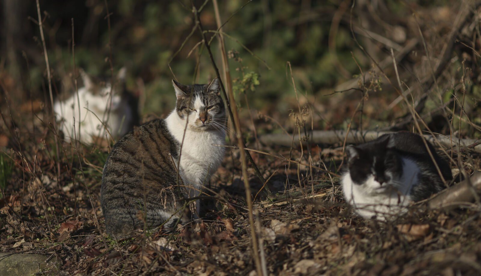 Sector 2: Programul „Blănoșii în siguranță” și în 2023