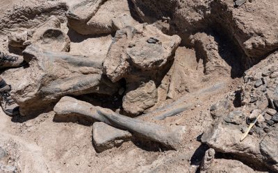 Oase-de-dinozaur.jpg - StiriAlese