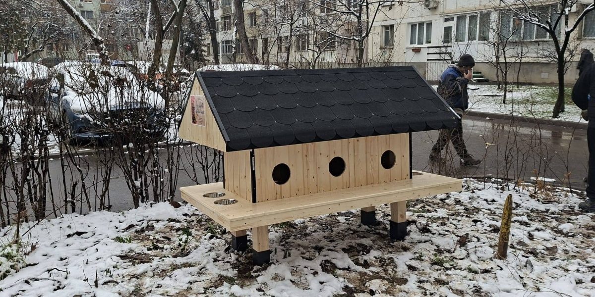 Patru-noi-casute-pentru-pisici.jpg - StiriAlese