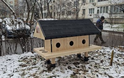 Patru-noi-casute-pentru-pisici.jpg - StiriAlese